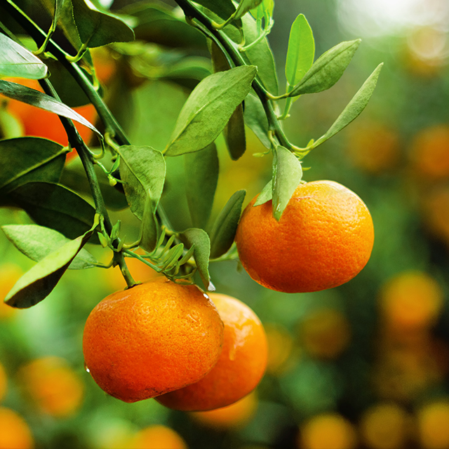 Mandalina